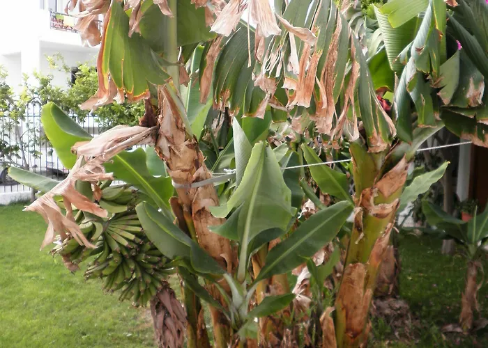 Gæstehus Rubini Páros